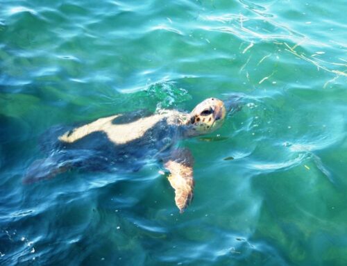 ΑΙΤΩΛΙΚΟ: Ημερίδα για τη θαλάσσια και κρασπεδωτή χελώνα και τη βίδρα στο Κατράκειο στις 13/10