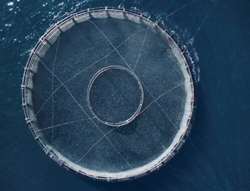 Π.Ο.Α.Υ. Αμβρακικού Κόλπου: Σχεδιασμός με επίκεντρο τη βιώσιμη ανάπτυξη και την προστασία του οικοσυστήματος