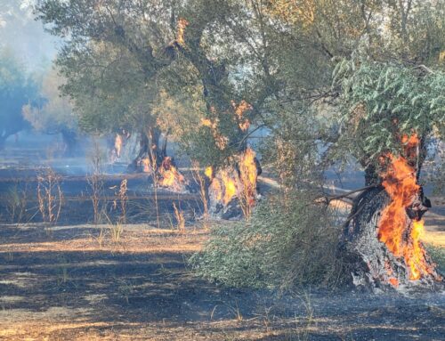 Μεσολόγγι: Ήχησε το 112 για απομάκρυνση από τα Τρελάγκαθα