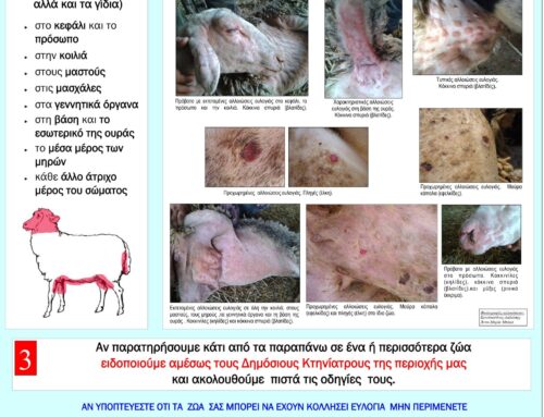 Δήμος Ξηρομέρου: Έκκληση στους κτηνοτρόφους για πιστή τήρηση των μέτρων βιοασφάλειας για την ευλογιά