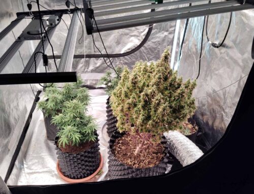 ΑΓΡΙΝΙΟ: Συλλήψεις για υδροπονική καλλιέργεια κάνναβης – Κατασχέθηκαν πάνω από ένα κιλό και τέσσερα δενδρύλλια