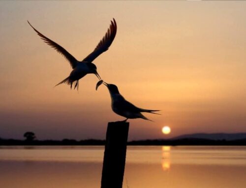 Το MessolonghiNews καλωσορίζει το 2026: Επετειακό έτος ενότητας και προοπτικής για τα 200 χρόνια από την Έξοδο