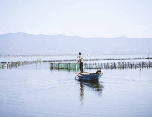 Μεσολόγγι: Πάμε να δούμε… τι είναι το ιβάρι; (VIDEO)