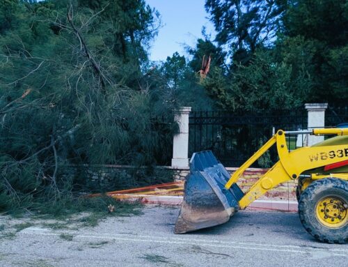 Ισχυροί άνεμοι στο Μεσολόγγι: Πτώση δέντρου στον Κήπο των Ηρώων – Έκκληση προσοχής από την Πολιτική Προστασία