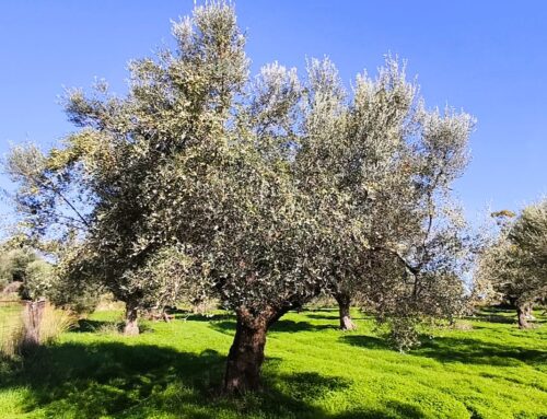 Ημερίδα στο Μεσολόγγι για τη σύγχρονη αντιμετώπιση των ασθενειών της ελιάς