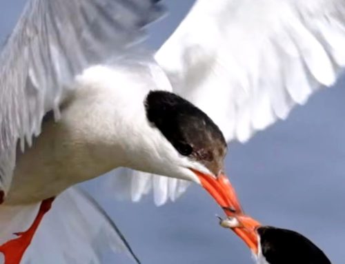 Μεσολόγγι: Η συγκλονιστική στιγμή που ποταμογλάρονος ταΐζει τη σύντροφό του στον αέρα (ΒΙΝΤΕΟ)