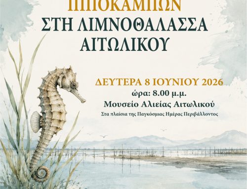 Η αποικία των ιππόκαμπων στη λιμνοθάλασσα Αιτωλικού στο επίκεντρο εκδήλωσης στο Μουσείο Αλιείας