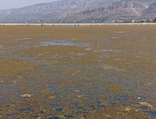 Νέα Αριστερά Αιτωλοακαρνανίας: «Οριακή η κατάσταση στη λιμνοθάλασσα»